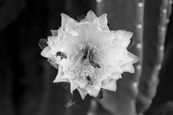 240 - Busy Bees