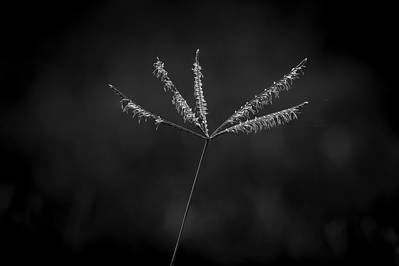 124 - Grass Seeds