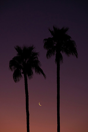 051 - Palms Trees and Moon