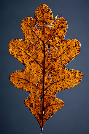 148 - Oak Leaf