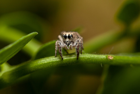 188 - Rescued Spider