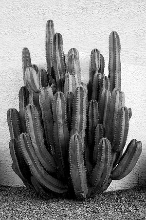115 - Urban Cactus