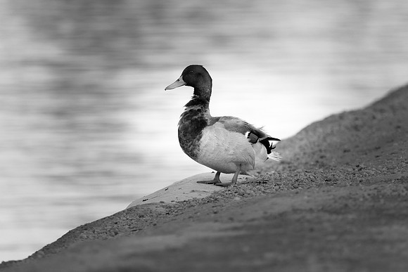 128 - Mallard