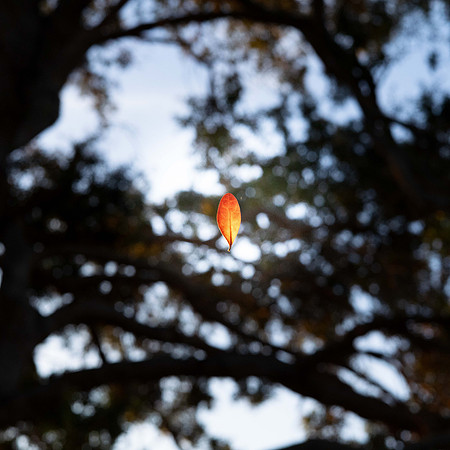 This leaf was hanging by something.  It made for an interesting subject.