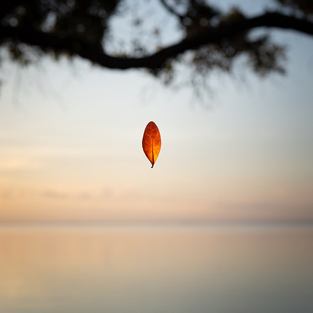 Floating leaf