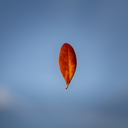 Floating leaf