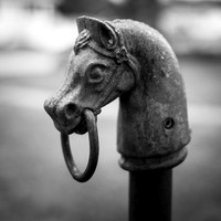 Horse Head