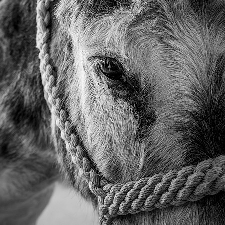 Daisy the Donkey Detail