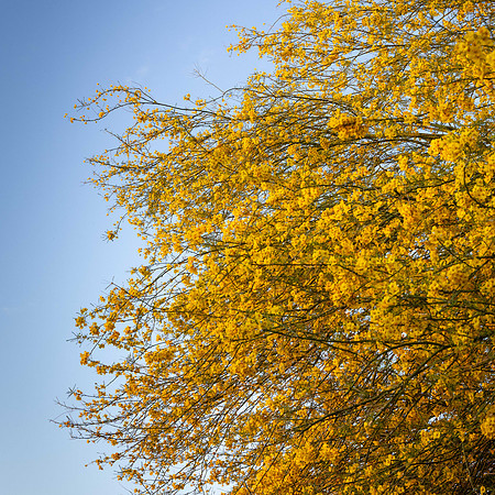 Spring Colors