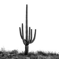 Saguaro Project