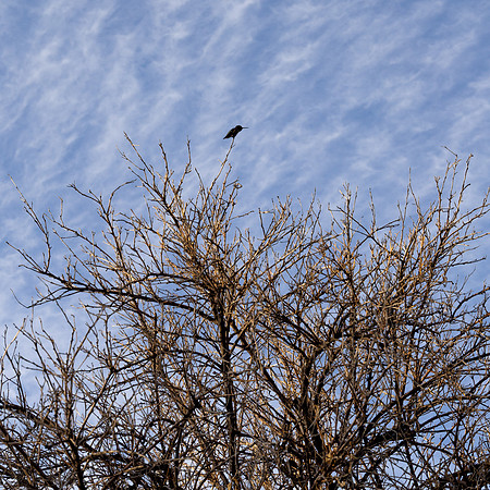 Hummingbird