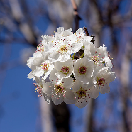 Spring Blossoms