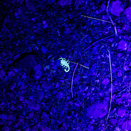 Scorpion
